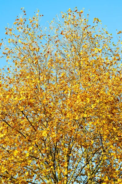 Χρυσό δέντρο κάθετα — Φωτογραφία Αρχείου