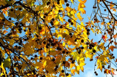 Sarı yapraklar dallarından