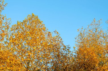 Bir sonbahar ağacının piramit tacı