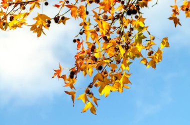 Asılan akçaağaç dalı