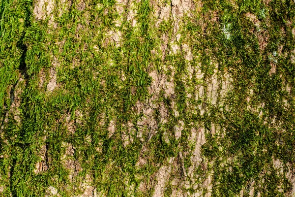 Green long moss on a tree trunk in bright sunlight. Close-up