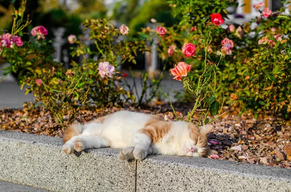 那只白红的猫睡在玫瑰丛边的路边 夕阳西下 — 图库照片