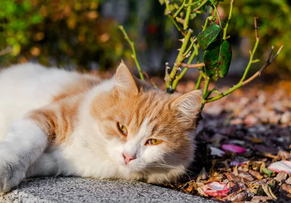 那只红白相间的猫躺在地上 睡眼朦胧地看着摄像机 抬起头来夕阳西下 — 图库照片