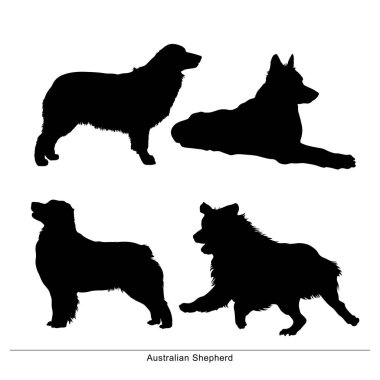 Avustralya çoban köpeği. Köpek oturur, duruş, yalan, ishal, standları
