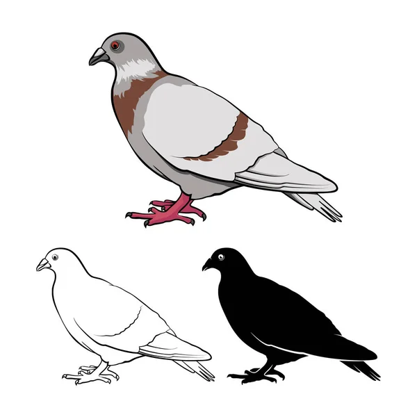 Illustration Vectorielle Pigeon Colombe — Image vectorielle