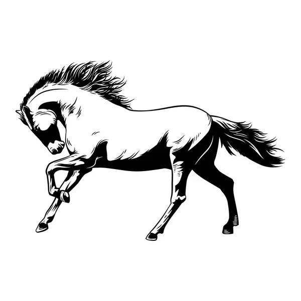 马白色黑色矢量插图 美丽的赛马 — 图库矢量图片
