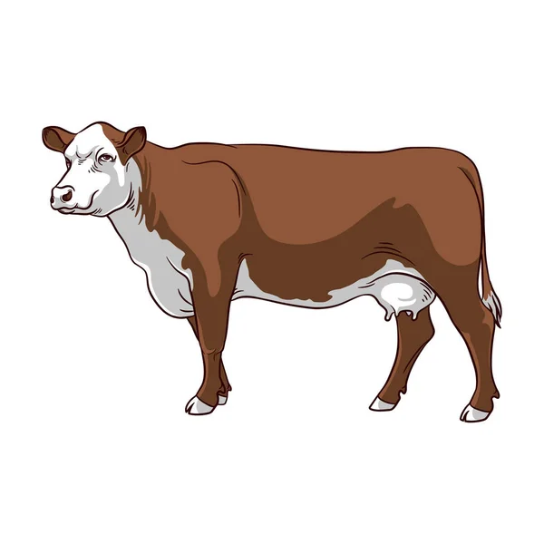 Arte Clipe Vetorial Vaca Vaca Marrom Fundo Branco —  Vetores de Stock