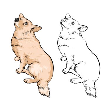 Oturma ve bakmak güzel köpek. Kızıl Köpek bekleyen