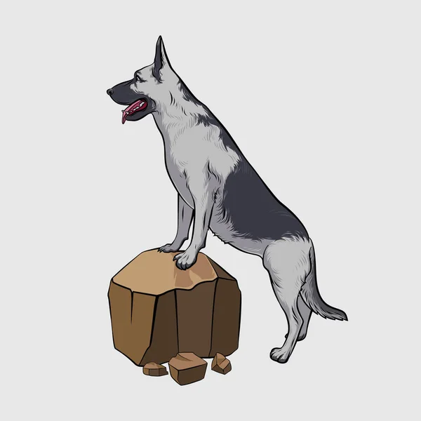 Alman çoban köpeği kayanın üzerinde duruyor. Vektör çizim