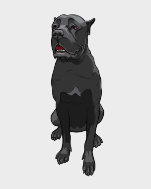 Cane Corso köpek - vektör illüstrasyon izole. Cane Corso oturur ve koruma