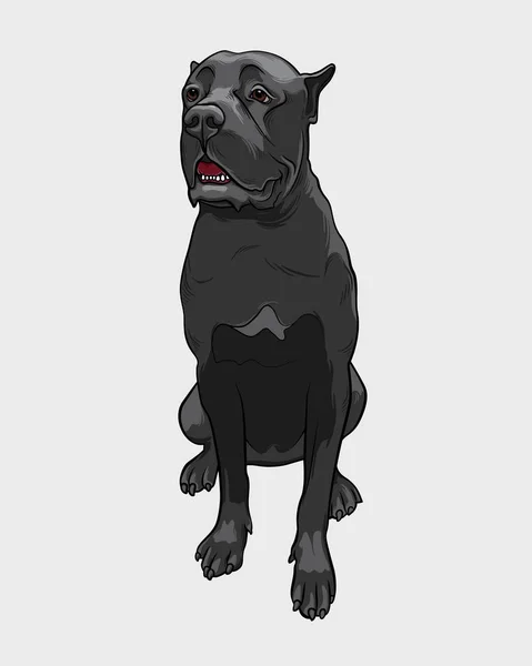 Cane Corso köpek - vektör illüstrasyon izole. Cane Corso oturur ve koruma