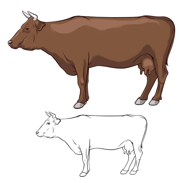 Erts Koe Koe Bruin Met Hoorns Koe Lijnen Koe Witte — Stockvector