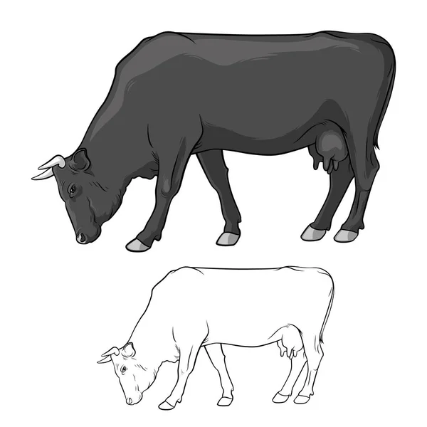 Vache Noire Broute Vache File Vache Sur Fond Blanc Illustration — Image vectorielle