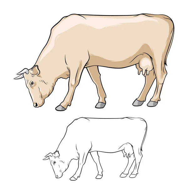 Pâturage Vache Beige Vache File Vache Sur Fond Blanc Minerai — Image vectorielle