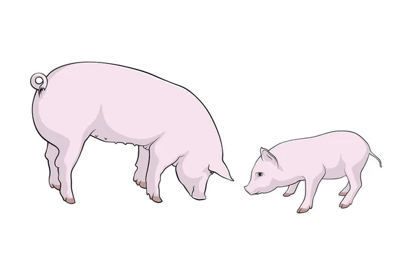 Des Porcs Deux Cochons Petits Grands Illustration Vectorielle — Image vectorielle