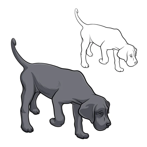 Hond Snuiven Hond Ras Cane Corso Geur Hoor Vectorillustratie — Stockvector
