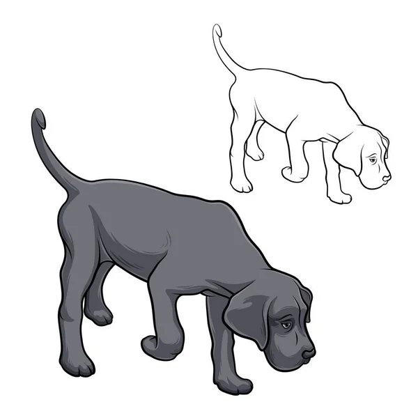 Köpek dolanıyor. Köpek doğurmak Cane Corso koku dinlemek olacak. Vektör çizim.