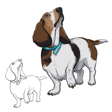Köpek arama yapar. Köpek Basset. Köpek tasması. Vektör çizim