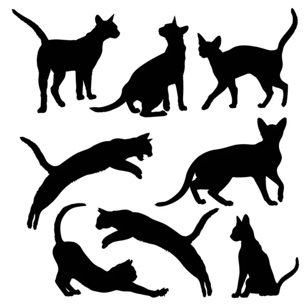 Abyssinian Cat Silhouette Cats White Background Stock Vector Illustration — Stock Vector