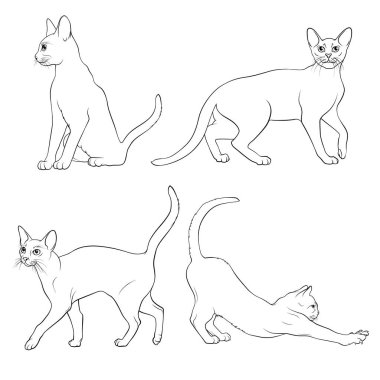 Abyssinian Kedisi. Beyaz arka plandaki kedilerin doğrusal çizimi. Stok Vektör İllüstrasyon