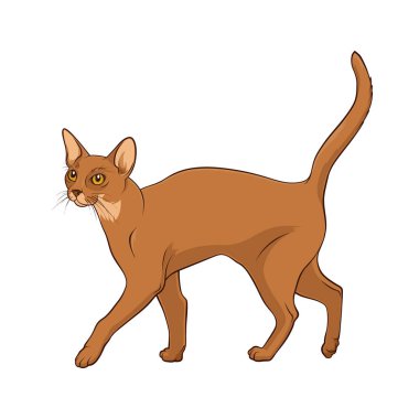 Kuyruklu, abyssinian kedisi. Beyaz arka plandaki kedi. Stok Vektör İllüstrasyon