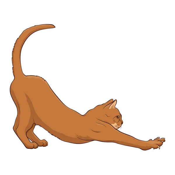 Abyssinian Cat Stretching Back Healthy Lifestyle Deflection Back Cat White — Stock Vector