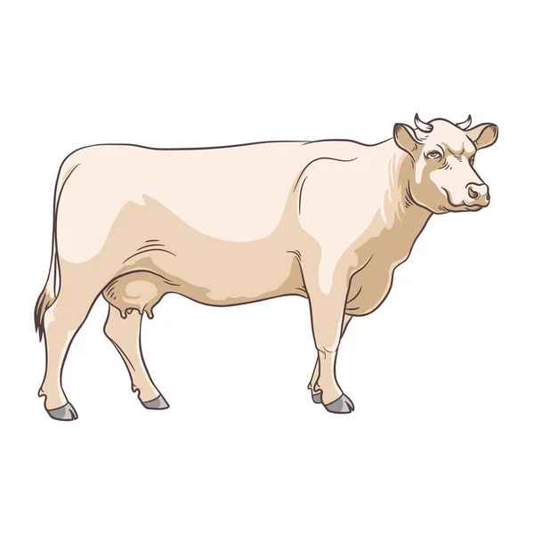Bétail Vache Beige Sur Fond Blanc Vecteur Stock — Image vectorielle