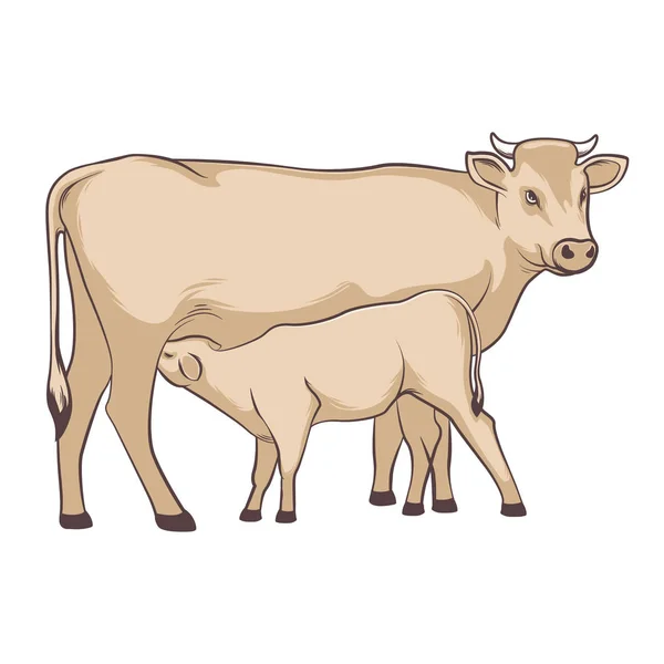 Cow Calf Cow Feeds Calf Cattle Grazed Stock Vector Illustration — Stock Vector