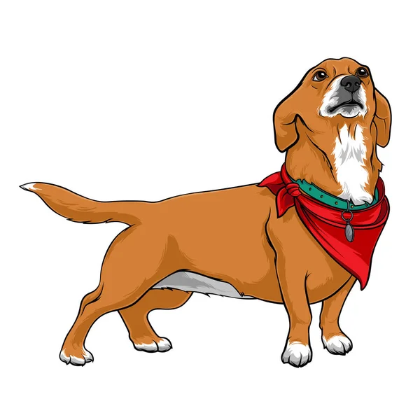 Boynunda kırmızı mendil olan bir köpek. Tasmalı bir köpek. Sadık bir köpek ev sahibine bakar. Beyaz arka planda Stok Vektör İzole İllüstrasyon