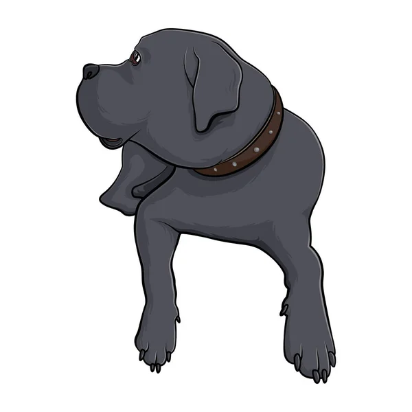 Cão Deitado Sobre Fundo Branco Raça Cães Great Dane Cão —  Vetores de Stock