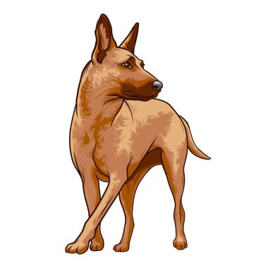Köpek soyu Belçikalı Malinois. Beyaz arkaplanda vektör illüstrasyonu