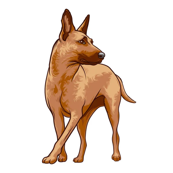 Pes Plemeno Belgické Malinois Vektorová Ilustrace Bílém Pozadí — Stockový vektor