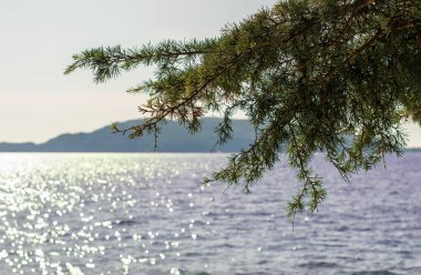 Akdeniz sahilleri, denize karşı çam ağaçları, güneş ışığı ve dağlar..
