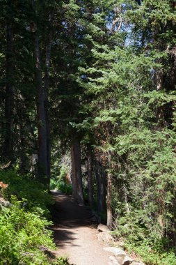 Batı Colorado 'nun Grand Mesa' sındaki Evergreen Ormanı