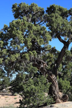 Kanyonun kenarında çarpıcı ışıklandırması olan ardıç ağacı.
