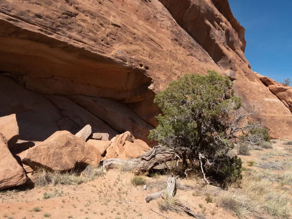 Ερωτηθείς Ψαμμίτης Ρηχή Σπηλιά Γιούτα Juniper Δέντρο Στο Εθνικό Μνημείο — Φωτογραφία Αρχείου