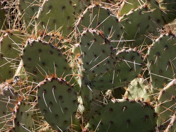 Prickly Pear Cactus in Summer