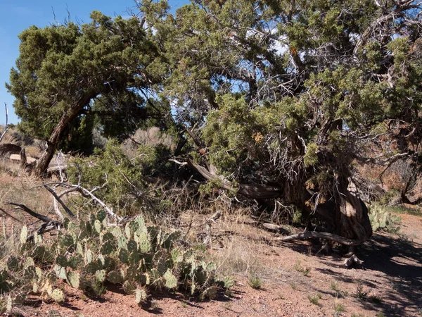 Pinyon Boróka Erdők Nyugat Colorado — Stock Fotó