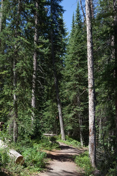 Αειθαλές Δάσος Στο Μεγάλο Μέσα Του Δυτικού Κολοράντο — Φωτογραφία Αρχείου