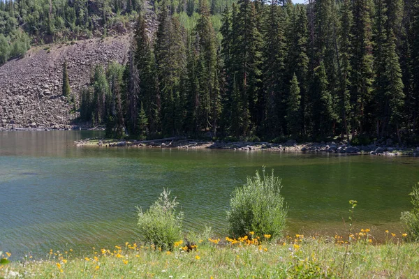 Orilla Del Lago Boscosa Grand Mesa Del Oeste Colorado — Foto de Stock