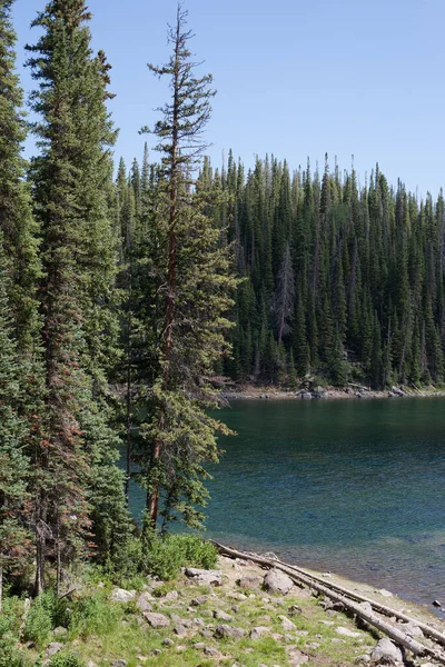 Orilla Del Lago Boscosa Grand Mesa Del Oeste Colorado — Foto de Stock