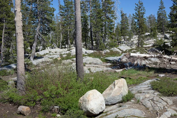 カリフォルニアのハイシエラに花崗岩の岩がある森 — ストック写真