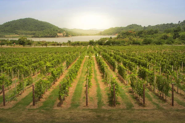 Thailand vineyards The sunset on the vineyards of the Bolgheri wine.