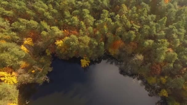 Natuur Luchtfoto Video Lake Forest Herfst — Stockvideo