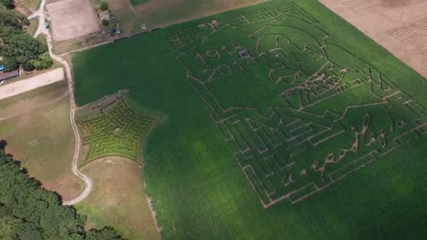 Maze Kukuřice Polsko Svatokřížské Vojvodství Kurozweki Popel Palác Den Nezávislosti — Stock video