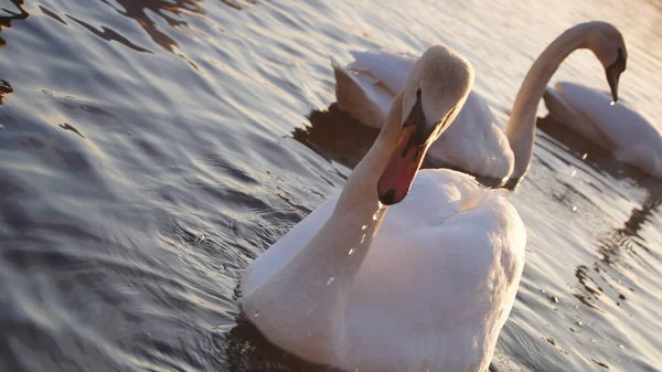 Лебеди Озере Осенний Снимок — стоковое фото