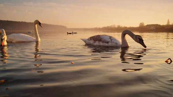Лебеди Озере Осенний Снимок Стоковое Фото