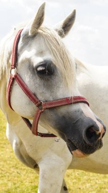 Portre fotoğraf göz at / poz