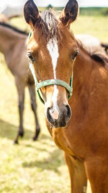Portre fotoğraf göz at / poz