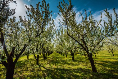Çiçekli ağaç / çiçek açan orchard Polonya bahar